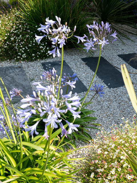 Entretien de jardin et espaces vert à Dinard, Saint-Malo (Côte d'Emeraude), service à la personne